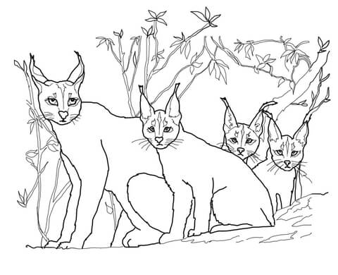 Caracal Kittens And Mother Coloring Page